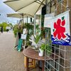 祝・井上尚弥選手＆街歩き（下北沢）そして、摘みたてハーブでハーブティーの午後（シモキタ園藝部ちゃや / 東京都世田谷区北沢）　〜♪