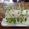 誰でも無農薬無肥料野菜栽培ができる、かいわれ大根