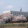 速星駅からの富山工場の桜を望む