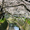 　桜の名所、東川の辺を散歩