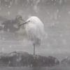 珍しい関東横浜の冬景色❄雪の中の野鳥たち【2022年1月6日】