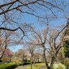 我が家近隣の桜開花状況