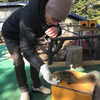 タイワンリスと戯れるこの僕とサがミの大海老天丼ランチ