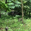 八ケ岳の不動産、動いているようです。