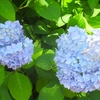 ２０２４ 初夏の梅見丘陵公園 ～ 紫陽花編
