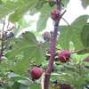 今年はイチジク「蓬莱柿」がよく穫れる