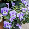 春の花壇が心配だなあ