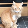 野良猫の世界はキビシイ