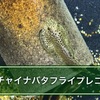 チャイナバタフライプレコ飼育方法！実はプレコじゃない変わった珍魚