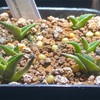 アガベ・クイオテペセンシス実生記録①(Agave Quiotepecensis seeding)