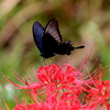 彼岸花にとまるカラスアゲハ