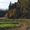 非常食「アルファ米」を食べてみたよ