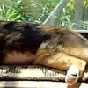 猫兎猫ちゃんねる-にゃんとにゃん-nyan to nyan-　その52