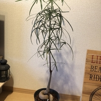 The Farm Universal 千葉の大型園芸店 久しぶりの植物めぐりで癒しの休日 駆け抜けて墓場まで
