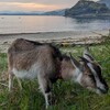 朝一でヒヨと海散歩