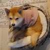 動きのない写真、だよ