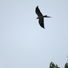 Swallow-tailed Kite ツバメトビ
