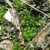 岩壁の苔