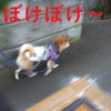 初詣、だよ