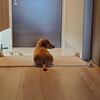 ルナもブログも12歳