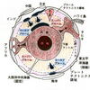 じじぃの「科学・芸術_606_プルームテクトニクス（地球変動のメカニズム）」