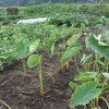 18/10/5　中津川の畑　里芋収穫、ほうれん草の畝づくり