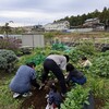 ７３３．家族で芋ほり