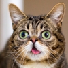 Lil Bub（リルバブ）は病気？永遠の子猫の意味は？