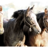 Silk Horse Club   2024 YEARLINGS  　レビュー⑧