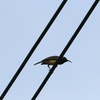 チャノドコバシタイヨウチョウ(Plain-throated Sunbird)？