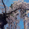 長野の桜は間に合わないカモ・・・