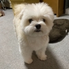息子夫婦と一緒に帰省する”孫犬君”、小さな家族の幸せ時間