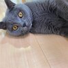 社長、島コテツ9(コテツ　猫　1歳)  