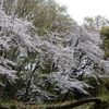 郵便局へ。お散歩お花見