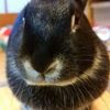 うさぎさんに寒さ対策用マットを購入、喜んで遊んでくれるのか