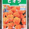 ビオラの水耕栽培を始めました。来春にはオレンジ色の花がたくさん咲いた大株になってくれるでしょう