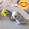 インコちゃんのぬいぐるみ❣️