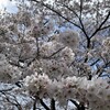 はてなハイク最終日から一年、今日の桜