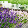 緑と花に癒される荒子川公園