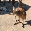 【まとめ】秋吉台サファリランド 家族で体験！