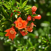 パーク１早いザクロの花？