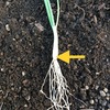 タマネギ（玉葱）栽培は、苗で決まる！・・良い苗とは？　＆　育てやすい品種