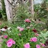 切り戻し花とやっと咲いた花