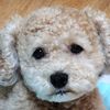 ニゴくん調子おかしい
