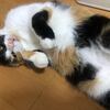 チチ、ツンデレデレ
