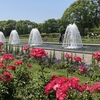 薔薇の香りの須磨離宮公園
