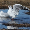 ユリカモメの水浴び