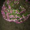 小菊20250114