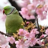 2020年2月。河津桜とインコの共演！