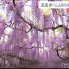 【熊本】県指定天然記念物「山田の藤」が見ごろ